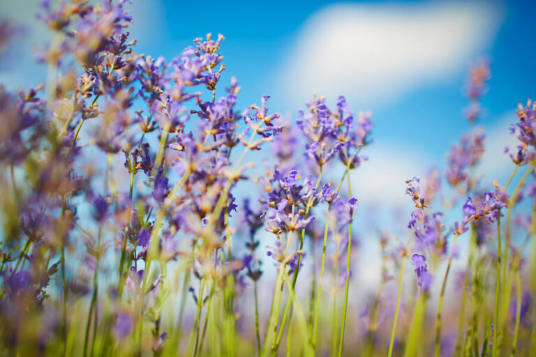 Lawenda rosnąca na tle słonecznego nieba