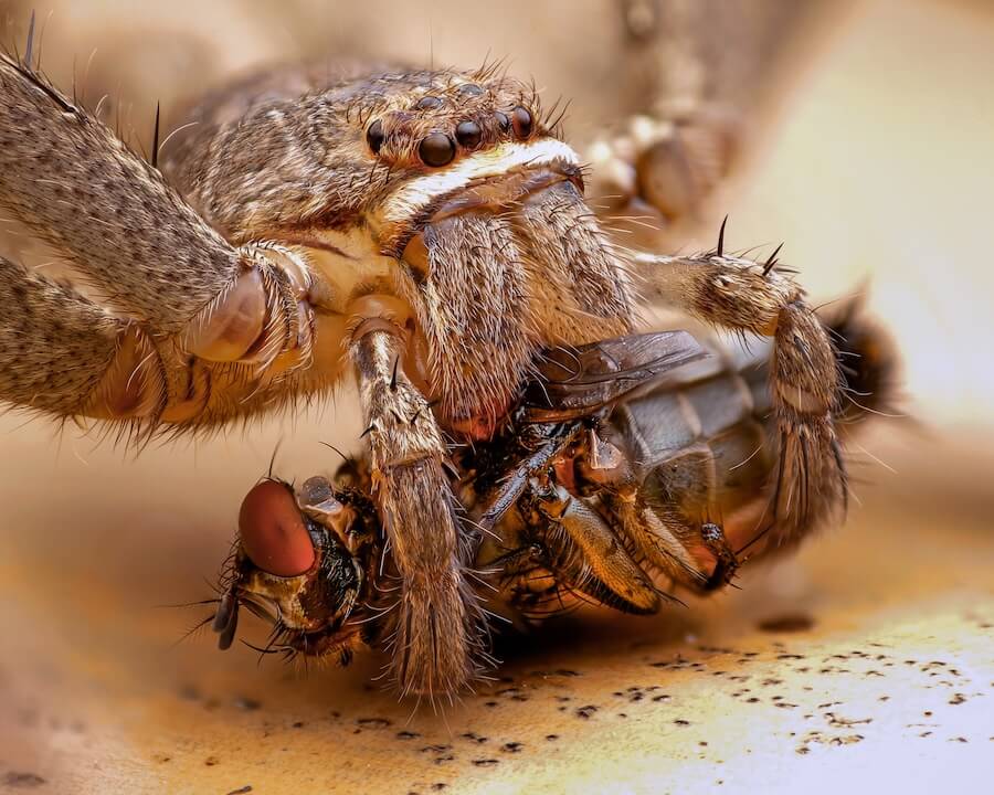 Pająk jedzący owada