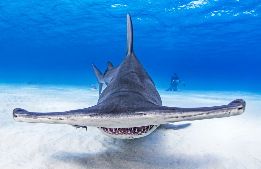 Głowomłot olbrzymi