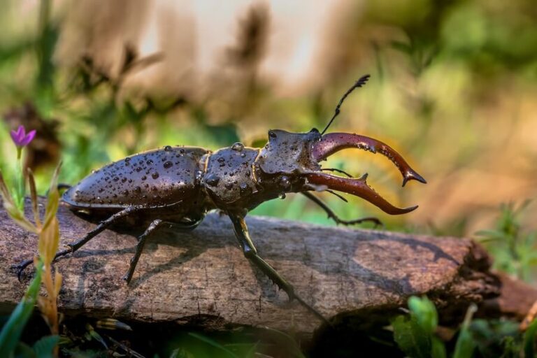 Jelonek rogacz w lesie