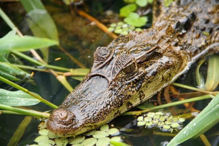 Kajman w wodzie