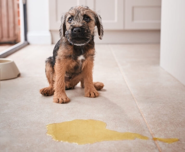 Kałuża moczu i pies