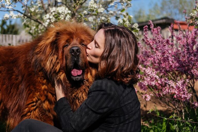 Kobieta całująca mastiffa tybetańskiego