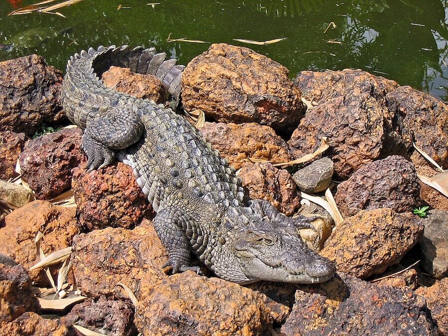 Krokodyl błotny