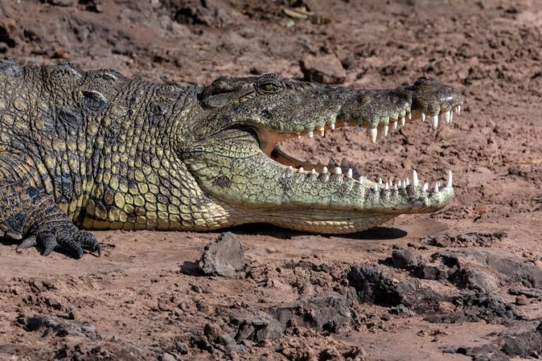 Krokodyl nilowy o szeroko otwartym pysku