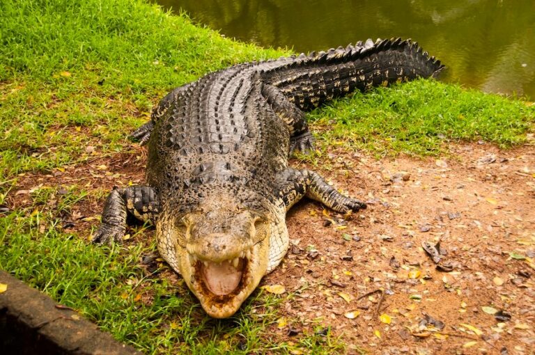 Krokodyl różańcowy wychodzący z wody