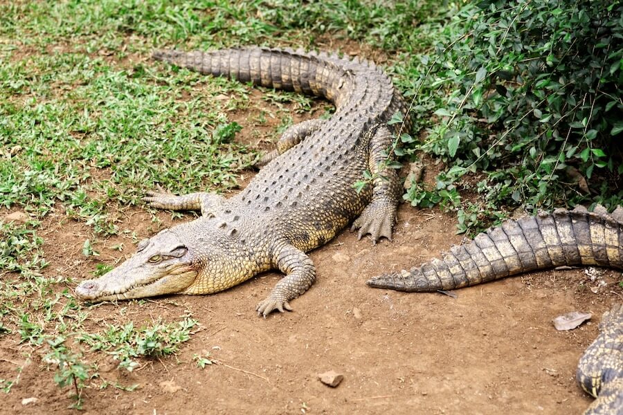 Krokodyl różańcowy