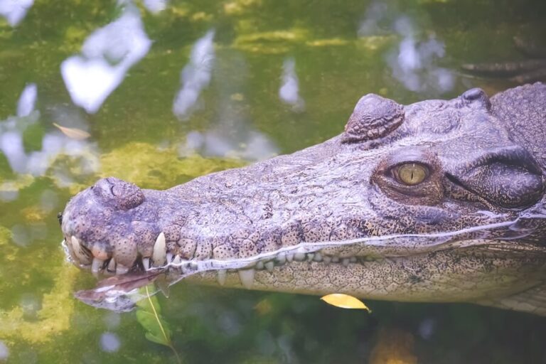 Krokodyl z bliska