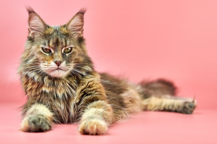 Maine coon na różowym tle