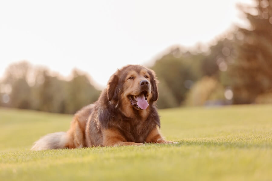 Mastif tybetański leżący na trawniku