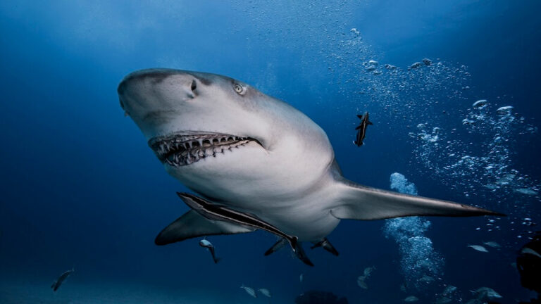 Największy rekin na świecie