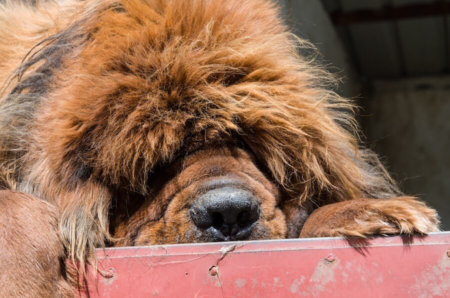Pysk mastifa tybetańskiego