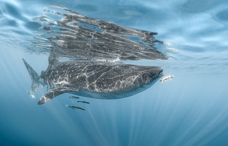 Rekin polarny (grenlandzki)