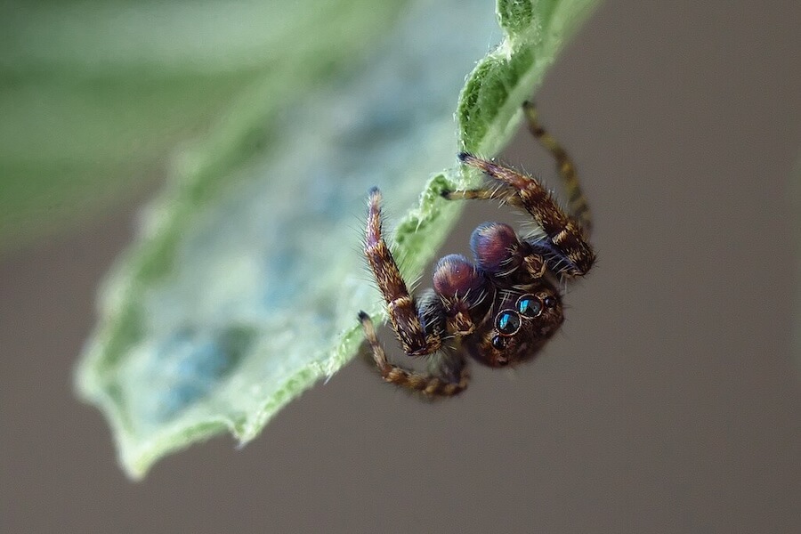 Samiec Rozciągnika mchusia