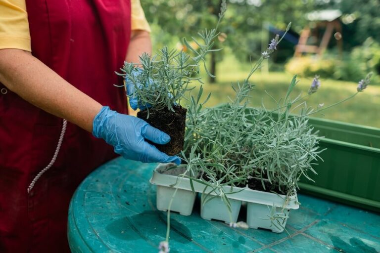 Wkładanie sadzonki lawendy