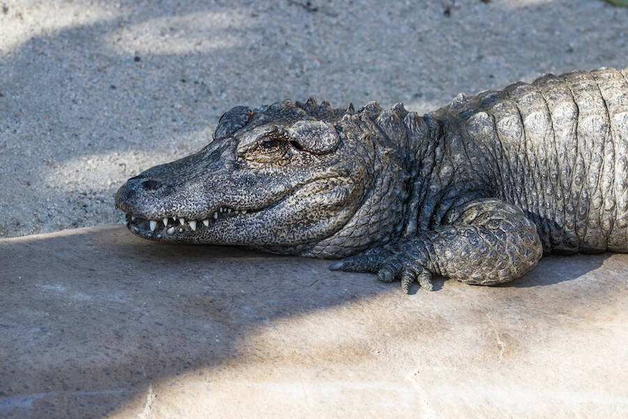 Aligator chiński