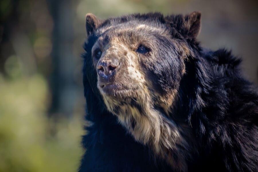 Andoniedźwiedź okularowy