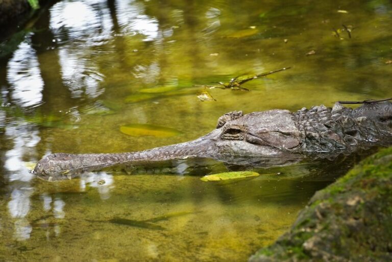 Gawial we wodzie
