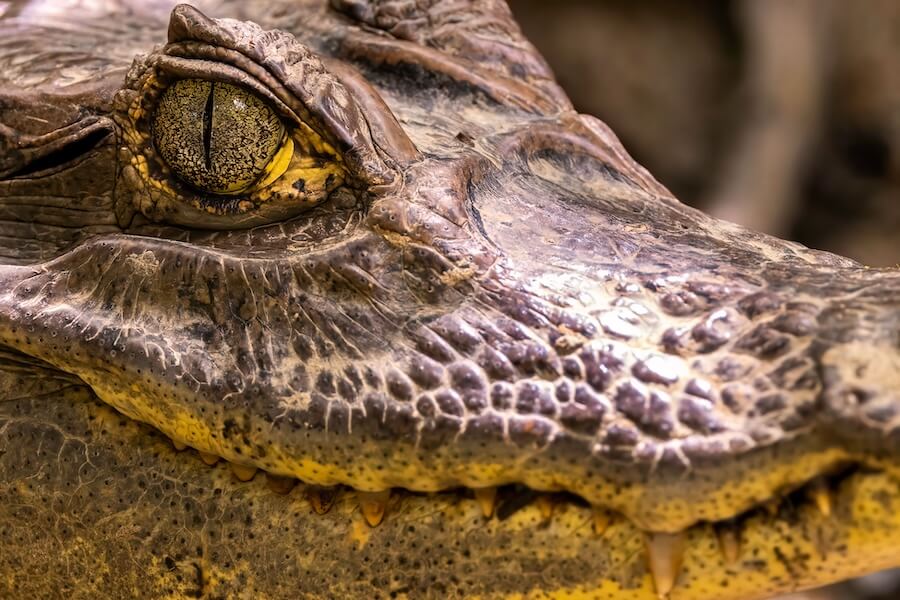 Głowa i oko aligatora