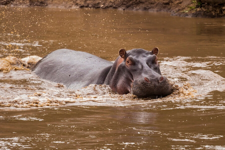 Hipopotam nilowy