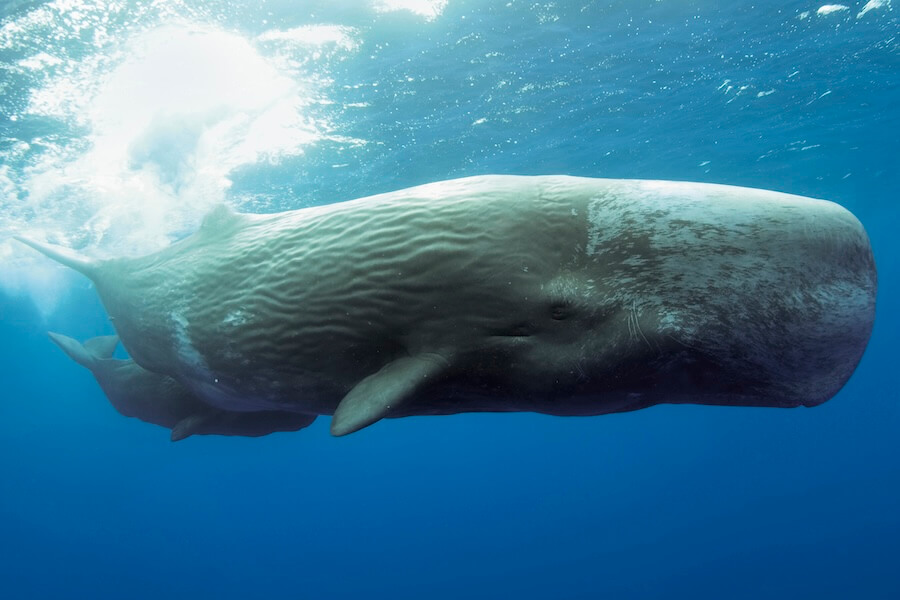 Kaszalot spermacetowy