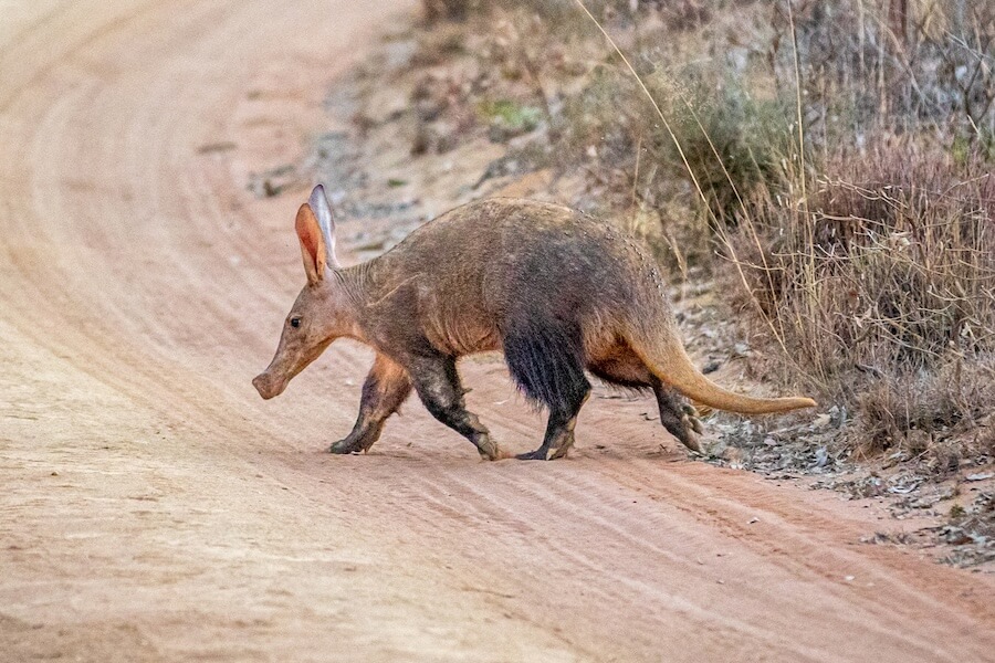 Mrównik afrykański