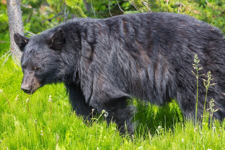 Niedźwiedź czarny (baribal)