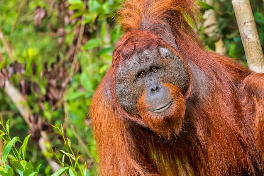 Orangutan borneański