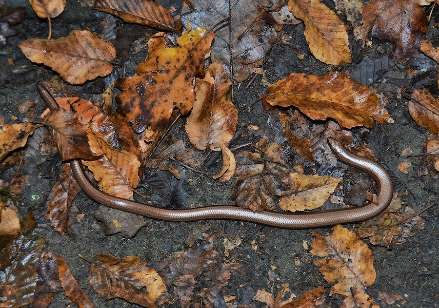 Padalec między liśćmi