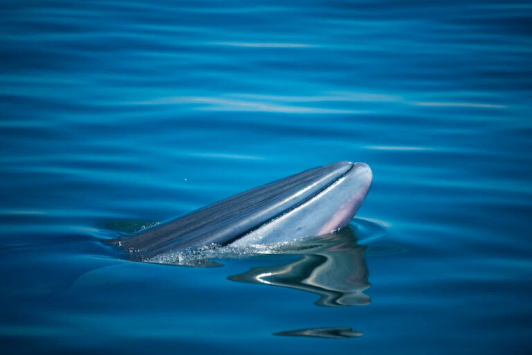 Płetwal błękitny wyłaniający się z wody