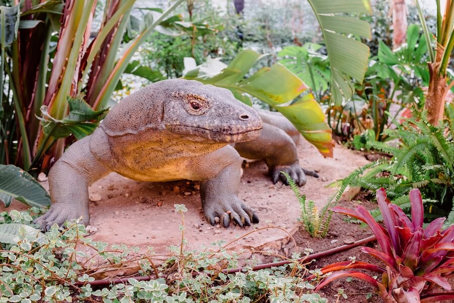 Waran z Komodo w naturalnym środowisku