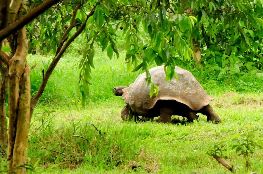 Wielki żółw z Galapagos