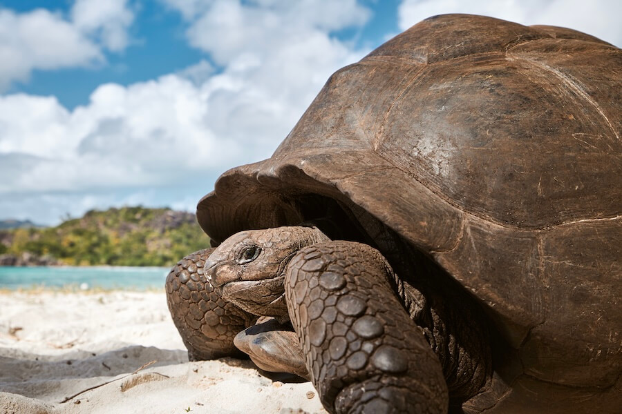 Wielki żółw z Aldabry