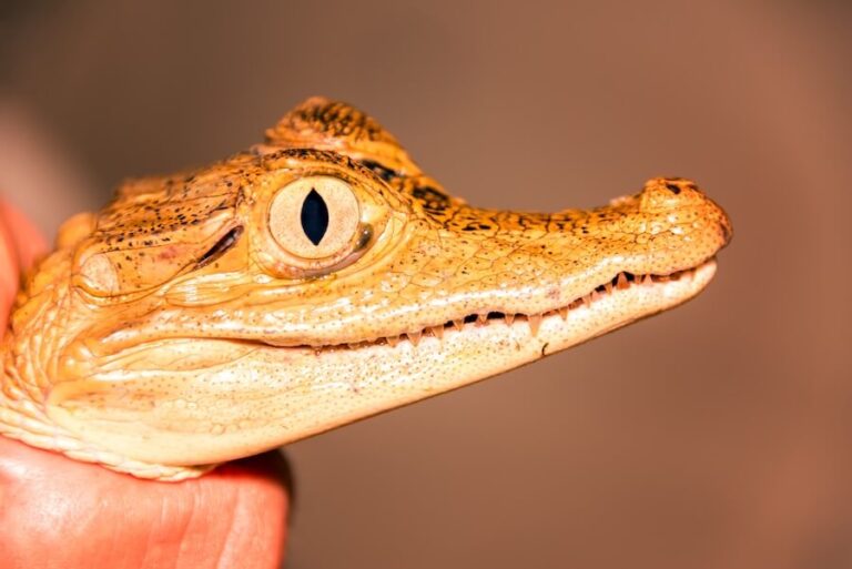 Głowa kajmana okularowego