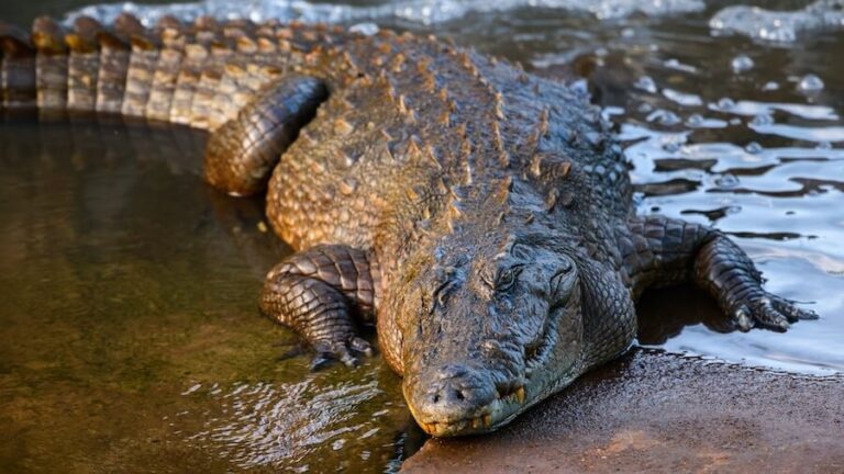 Krokodyl różańcowy największy wśród krokodyli