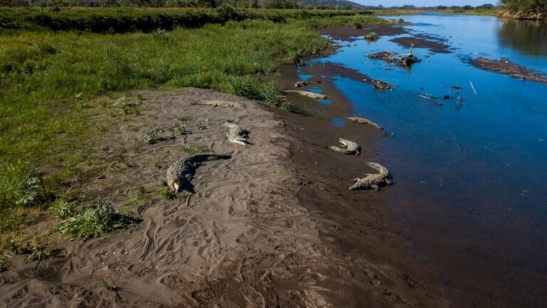 Krokodyle w naturalnym środowisku