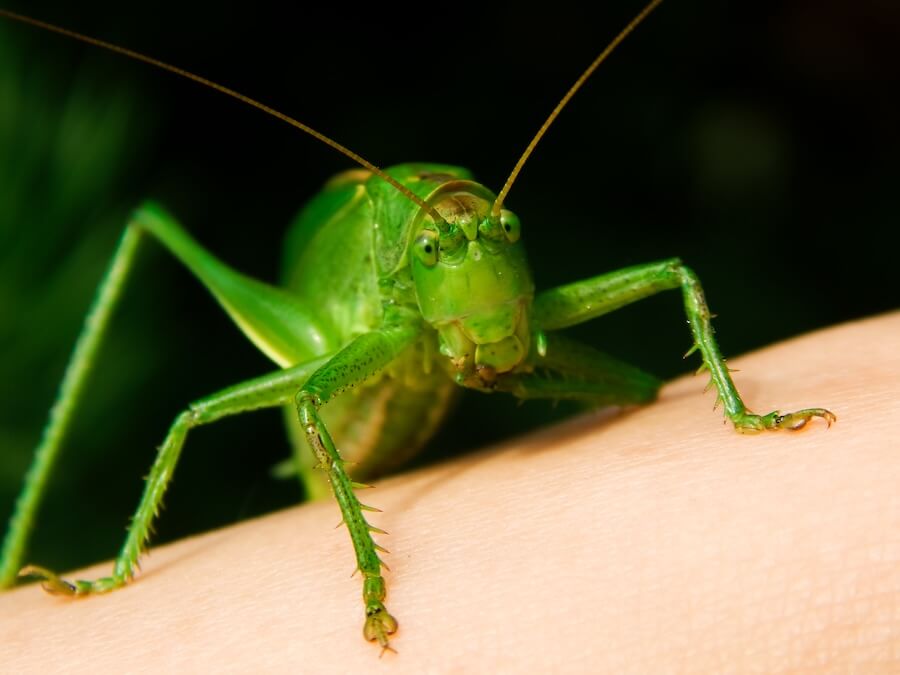 Pasikonik zielony, duży - zdjęcie z bliska