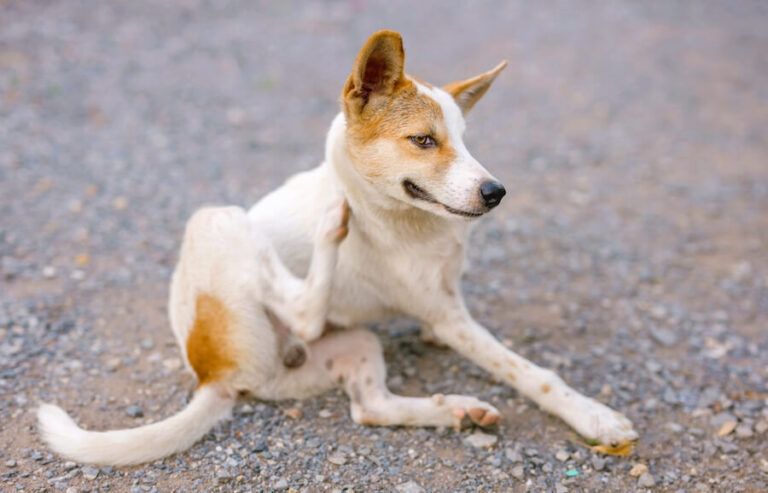 Pies drapiący się nogą po grzbiecie