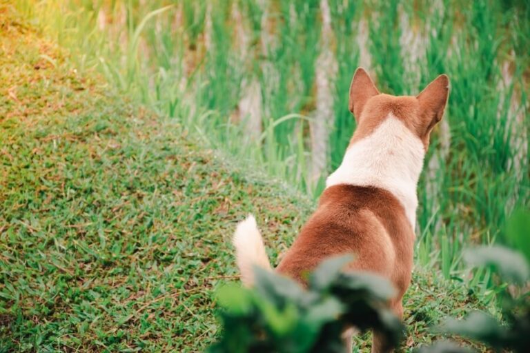 Pies załatwiający się na dworze