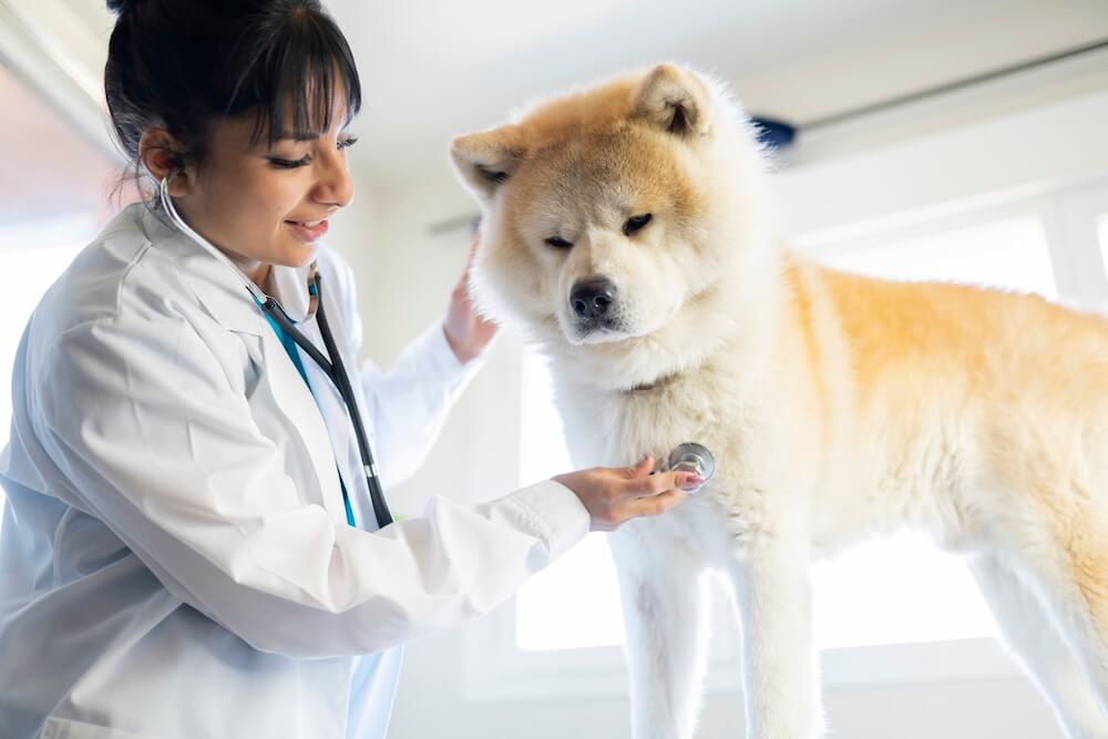 Akita Inu w klinice