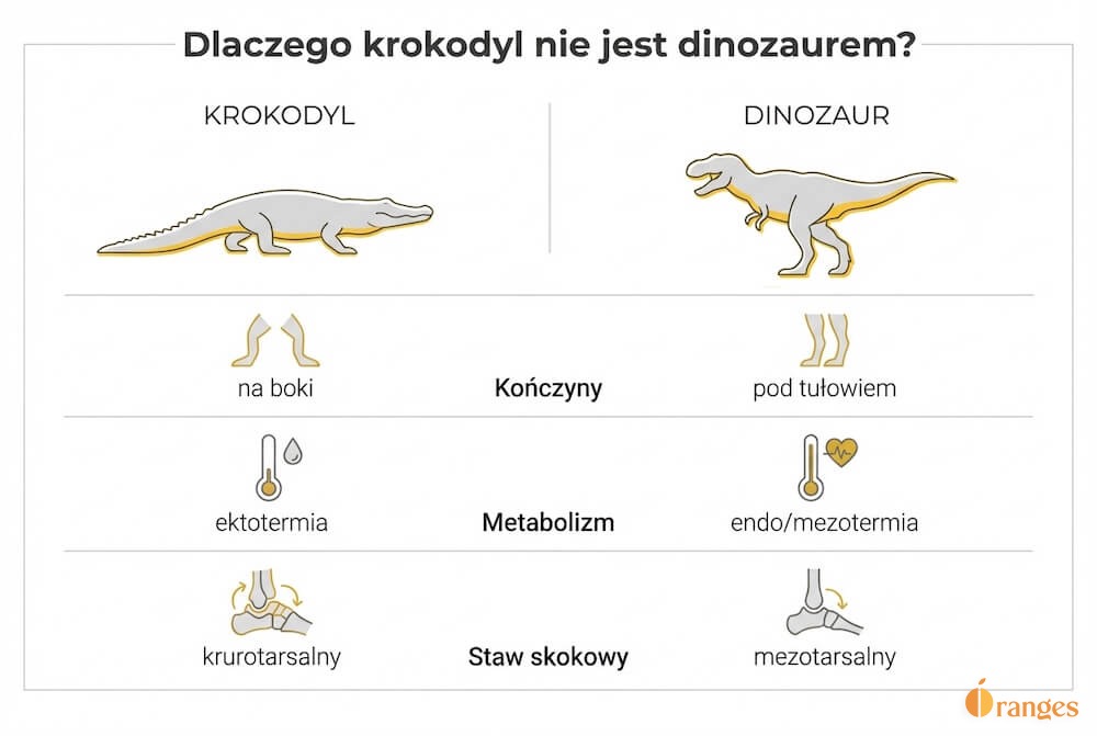 Pozioma infografika z tytułem „Dlaczego krokodyl nie jest dinozaurem?” porównująca krokodyla i dinozaura w trzech cechach: kończyny, metabolizm i staw skokowy