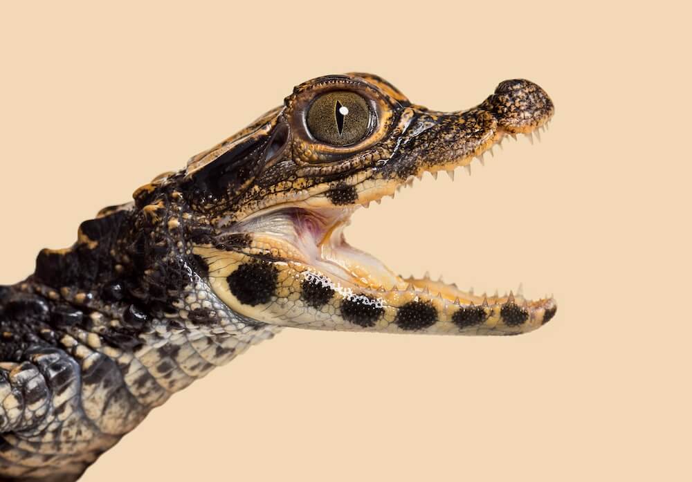 Kajman karłowaty, głowa, oko, kadr boczny