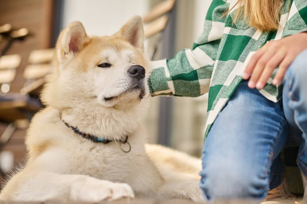 Akita Inu głaskany przez właścicielkę