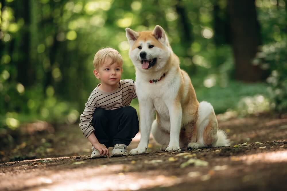 Akita Inu w towarzystwie małego chłopca