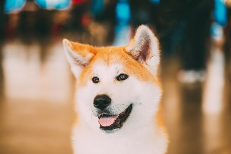 Akita Inu z profilu
