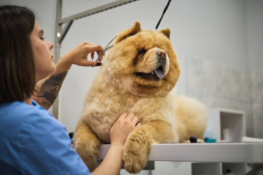 Chow chow pies w klinice