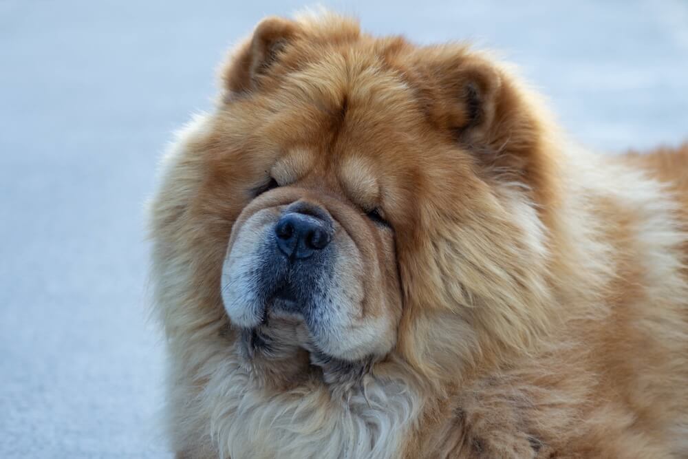 Chow chow - charakter, pielęgnacja i wychowanie