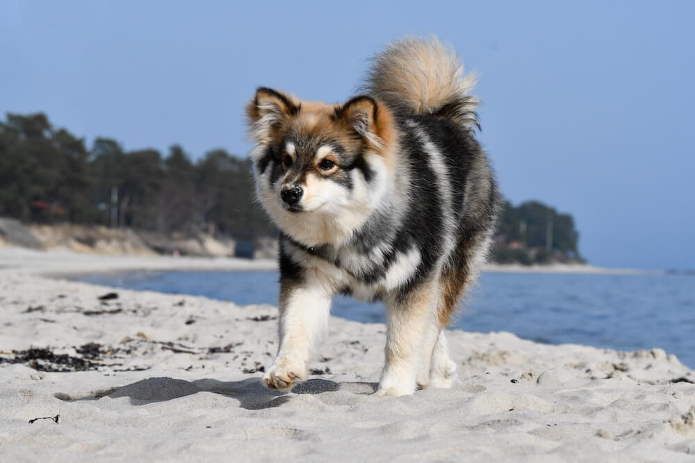 Fiński lapphund na plaży