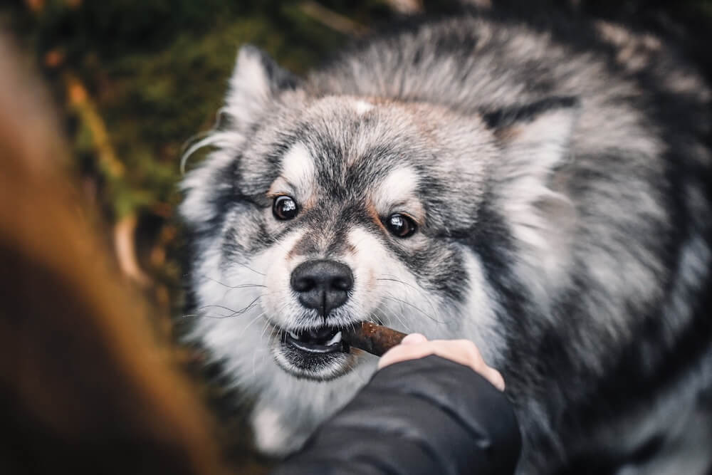 Fiński lapphund przegryzający przekąskę