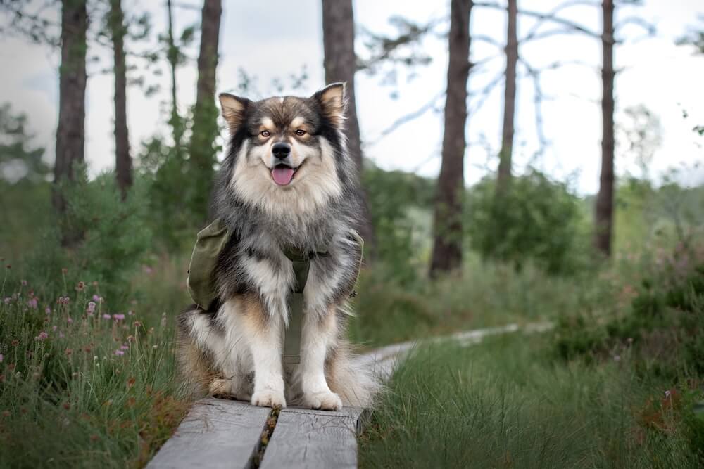 Fiński lapphund w lesie
